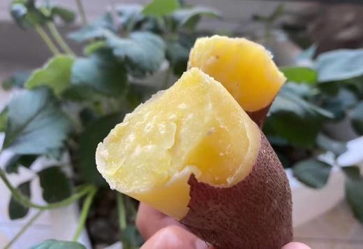 好评无数爆款回归已卖爆我们的安纳芋地瓜软糯细腻的口感清新的地瓜香