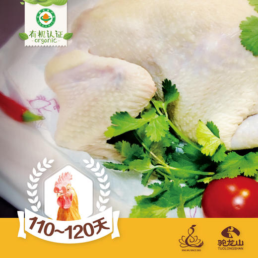 有机散养小公鸡 900克/只 顺丰包邮 商品图1