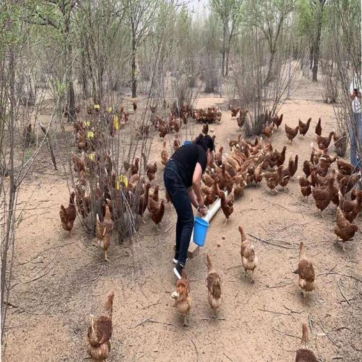 农家散养老母鸡、大红公鸡（现宰鲜送，下单3日后发货） 商品图1