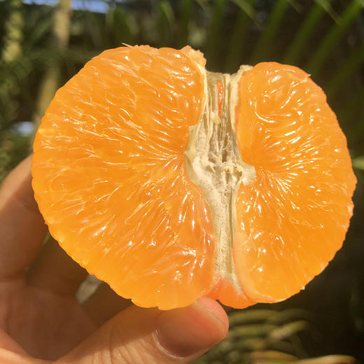 【果汁瀑布】爱媛38号 网红果冻橙 Q弹爽滑 可以直接喝的橙子 皮薄如橘 无籽化渣 顺丰包邮 商品图2