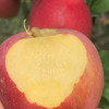 盐源小丑苹果（红将军） 商品缩略图0