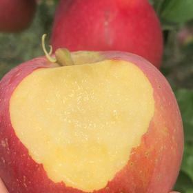 盐源小丑苹果（红将军）