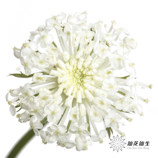 配花 | 翠珠白色 商品图0