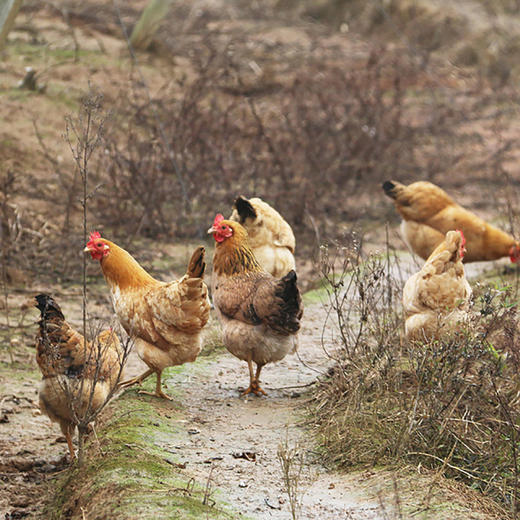 壹号餐桌F10大别山散养老母鸡1000天 1200g冻品～ 商品图1