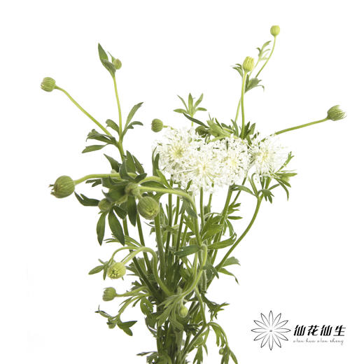 配花 | 翠珠白色 商品图3