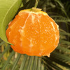 【果汁瀑布】爱媛38号 网红果冻橙 Q弹爽滑 可以直接喝的橙子 皮薄如橘 无籽化渣 顺丰包邮 商品缩略图4
