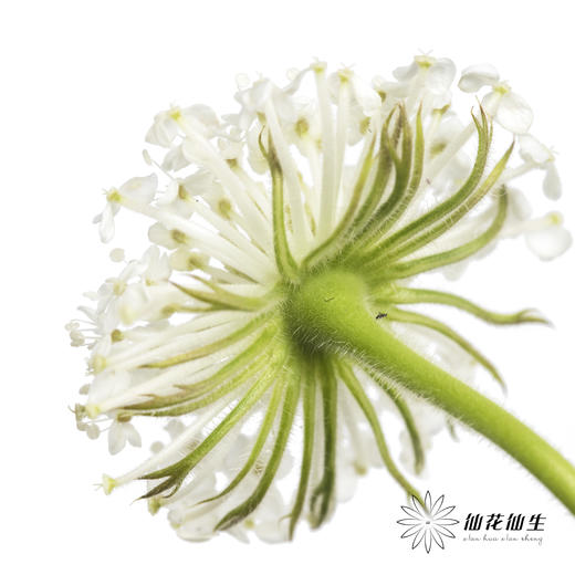 配花 | 翠珠白色 商品图1