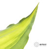 叶材 | 巴西叶 商品缩略图5