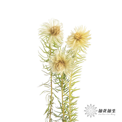 配花 | 金鹅绒 商品图5