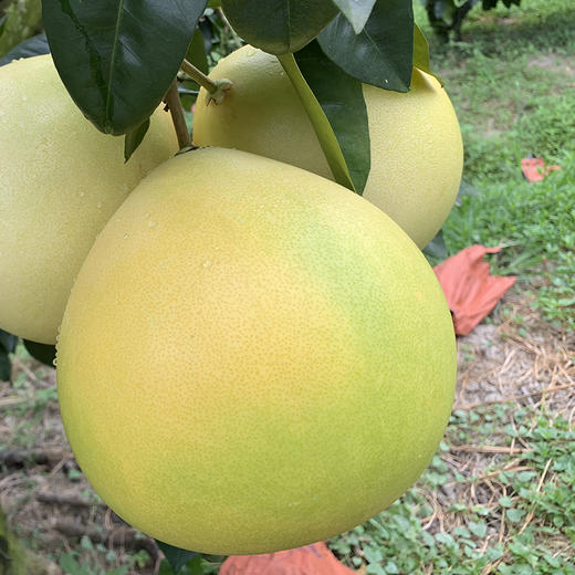 【新鲜柚惑】大埔蜜柚 清爽多汁 无渣少籽 现摘现发 红柚白柚大口享受 商品图6