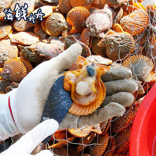 【养殖】超低温 活撬黄金扇贝肉（含裙边） 250g/盒 商品图5
