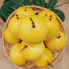 【香气炸弹】武平黄金百香果 果肉饱满 香甜多汁 芭乐味 不加蜂蜜直接吃！现摘现发 商品缩略图0