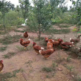 农家散养老母鸡、大红公鸡（现宰鲜送，下单3日后发货）