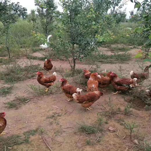 农家散养老母鸡、大红公鸡（现宰鲜送，下单3日后发货） 商品图0