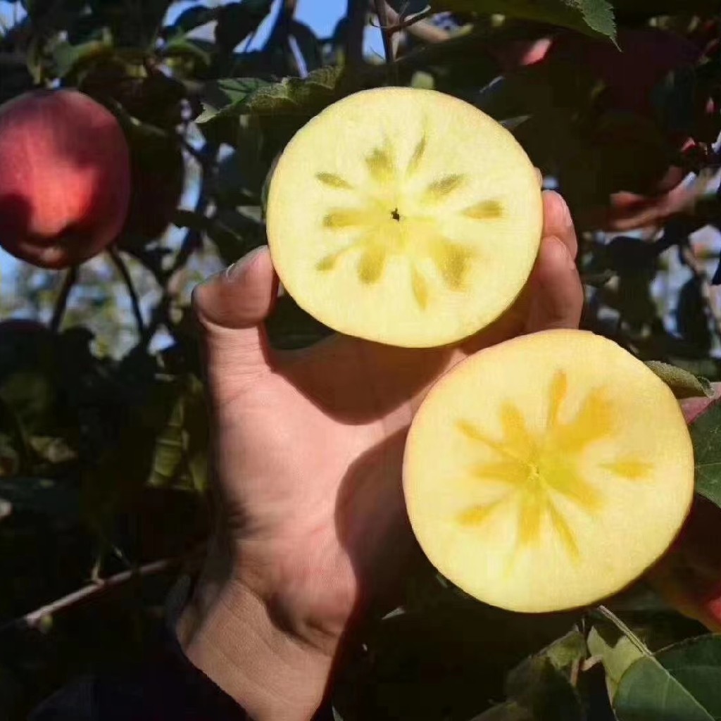 2025新疆阿克苏红旗坡冰糖心苹果8斤装