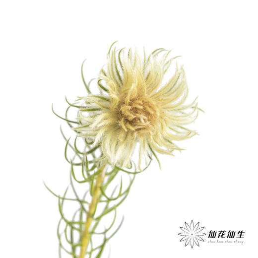 配花 | 金鹅绒 商品图2