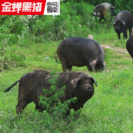 壹号餐桌金蝉T7大别山散养土猪里脊肉500g冻品～ 商品图2