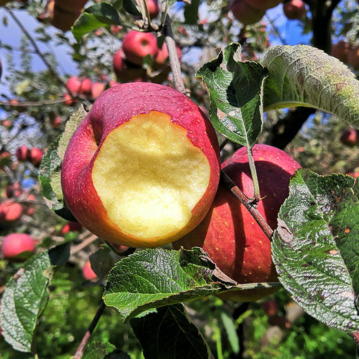 YQ【新鲜早点吃】大凉山丑苹果 外丑内甜 酸甜爽脆 咀嚼无残渣 商品图7