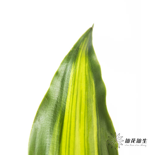 叶材 | 巴西叶 商品图2