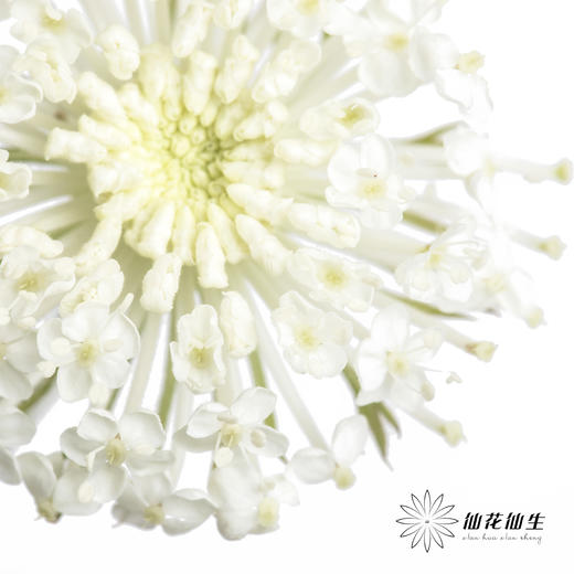 配花 | 翠珠白色 商品图2