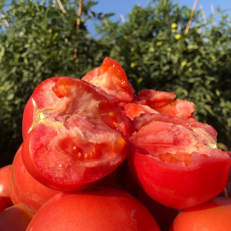 亦蔬亦果 可以生吃的西红柿 | 四川攀枝花露天沙瓤西红柿/水果番茄 新鲜蔬菜 宝宝果/精选果 5斤装