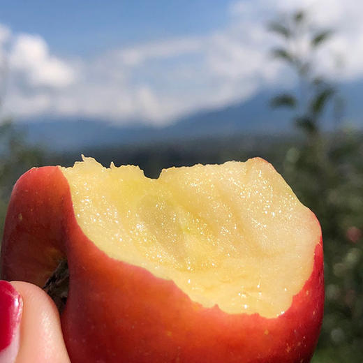 盐源小丑苹果（红将军） 商品图1