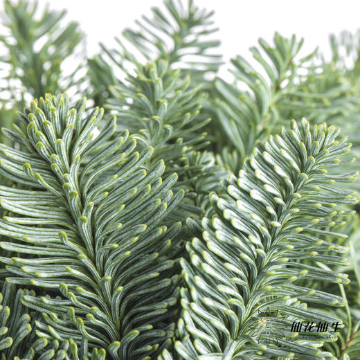 丹麦花材 ｜ 诺贝松松枝4.5-5kg 商品图0