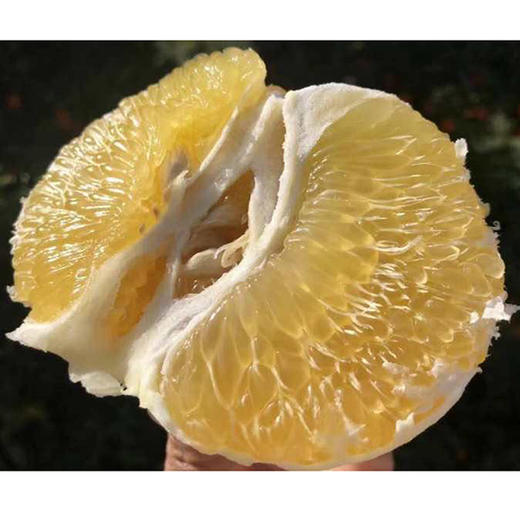 葡萄柚 商品图1