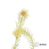 配花 | 金鹅绒 商品缩略图4