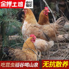 壹号餐桌F9大别山老母鸡500天1000g 冻品～ 商品缩略图0