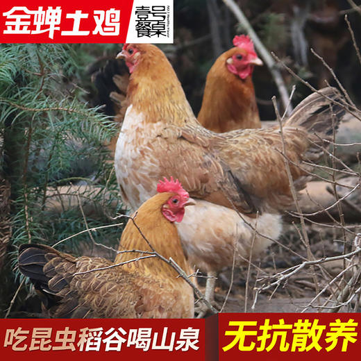 壹号餐桌F9大别山老母鸡500天1000g 冻品～ 商品图0