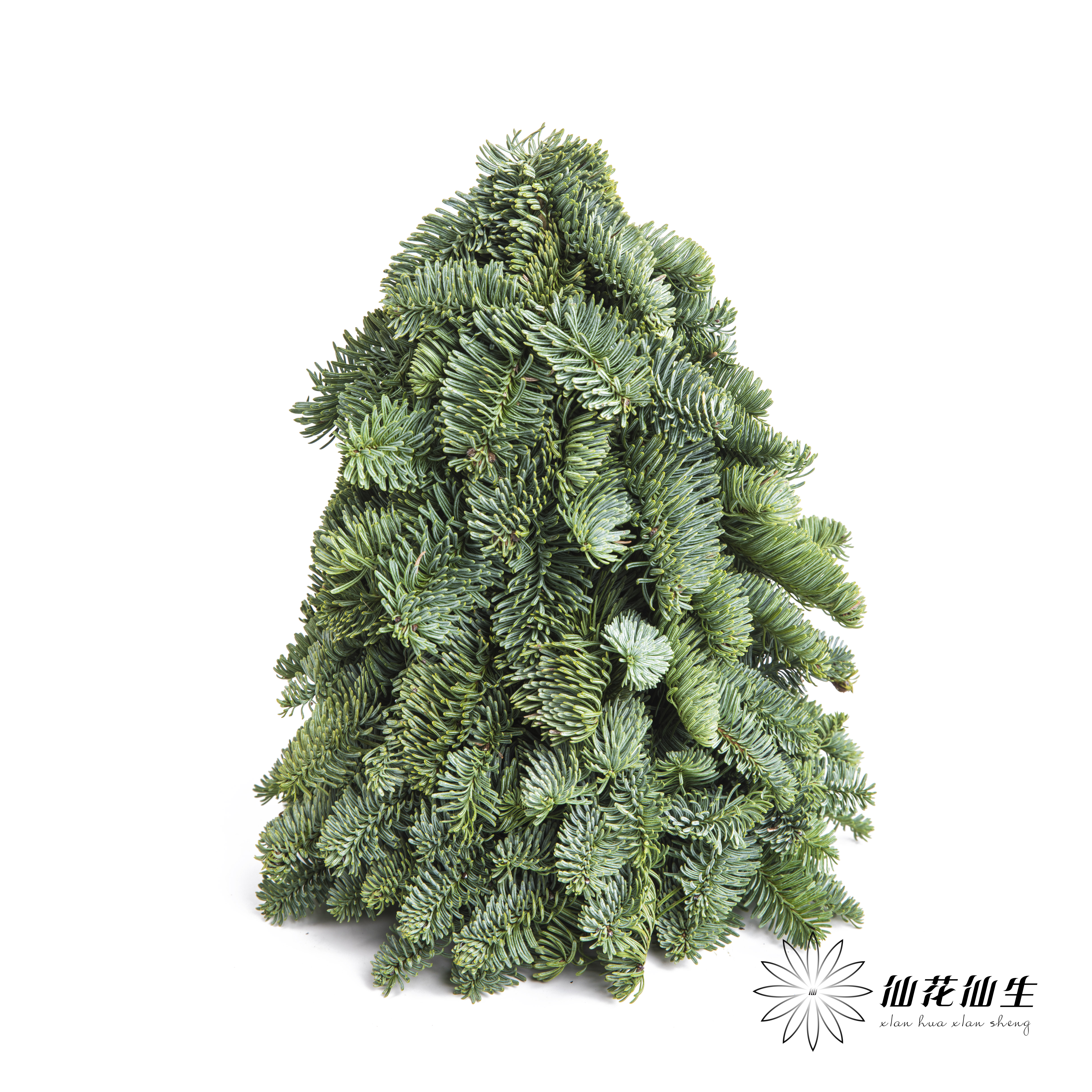 德邦空运包邮 | 诺贝松圣诞树