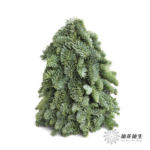 丹麦花材 | 诺贝松圣诞树 商品图0