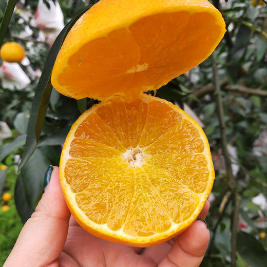 【果汁瀑布】爱媛38号 网红果冻橙 Q弹爽滑 可以直接喝的橙子 皮薄如橘 无籽化渣 顺丰包邮 商品图7