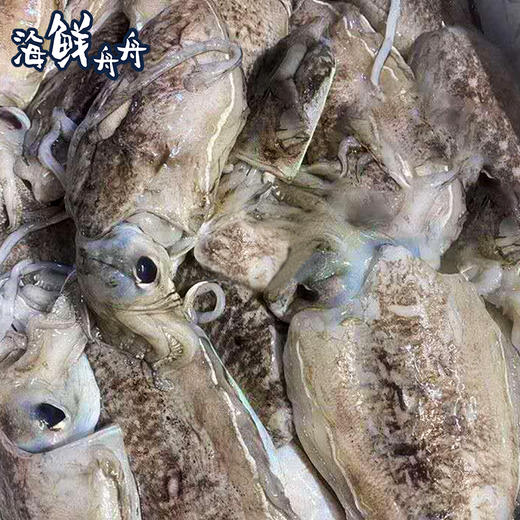 【野生】超低温 鲜冻大墨鱼 商品图1