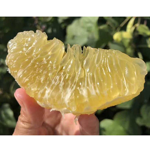 葡萄柚 商品图3