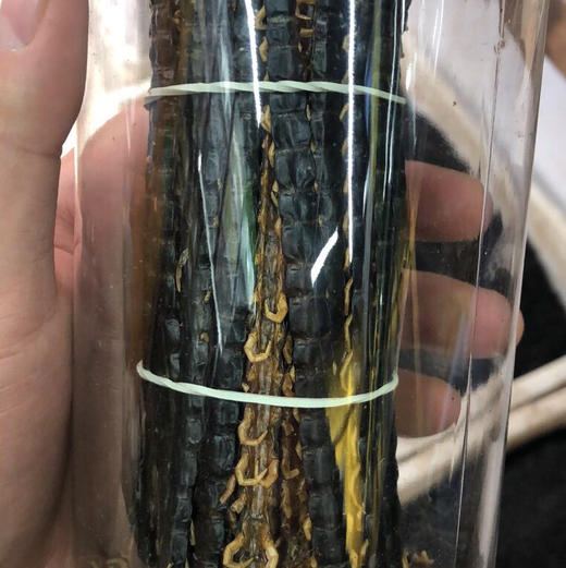 仙蒙道地堂 无竹片固定蜈蚣 无竹签蜈蚣 长度13-15公分 100条起拍 商品图7