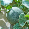 【被宠爱的西域珍品】新疆沙漠蜜瓜 香甜可口 肉厚汁丰 伽师瓜圣爵蜜瓜 风味独特 商品缩略图3