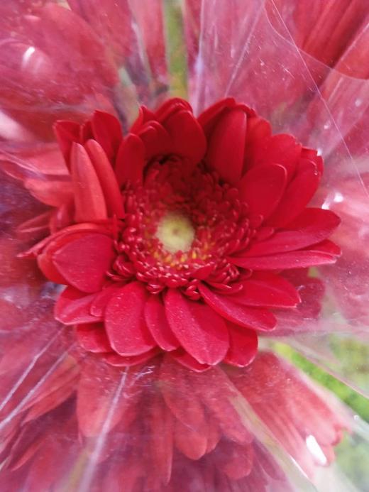 大花扶郎挑色各色都有点击进入挑色 商品图3