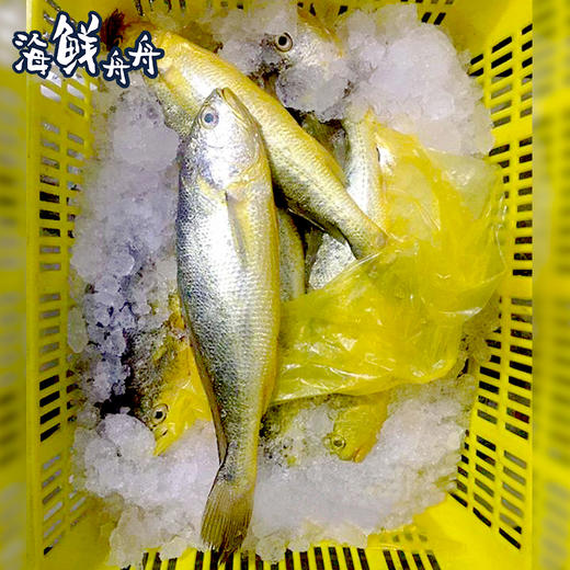 【野生】冰鲜（热气）大黄鱼 250-450g/条 商品图2