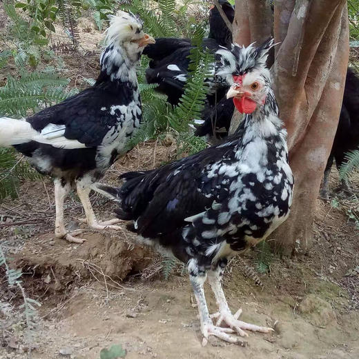 （鸡中珍品）贵妃鸡 商品图2