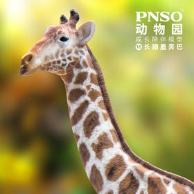 PNSO长颈鹿奔巴动物园成长陪伴模型16