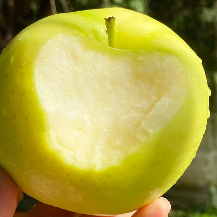 瑞雪王林苹果个头大果密度高水分也足细致脆甜可口有股淡淡的清香