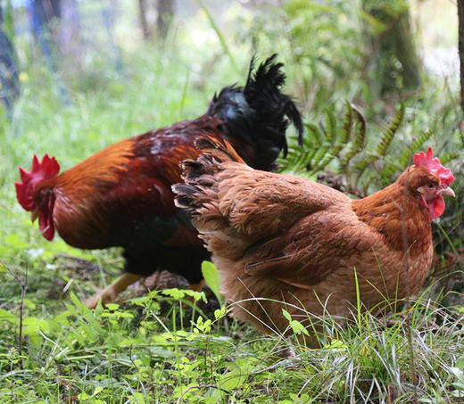 花秋土鸡小母鸡【冷链配送】 商品图1