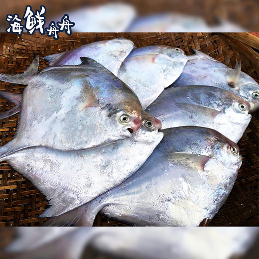 【野生】超低温 小号/中号 白鲳 商品图2