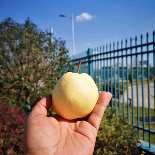 🎉🎉🎉【超甜一款，新上市品种】新品上市金蜜梨！！！超甜的，蜂蜜梨口感，脆，水分也多，秋天必备口感超赞 商品图7