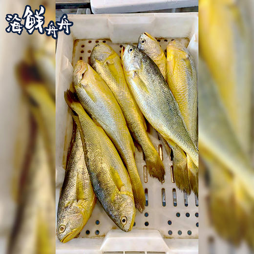 【野生】冰鲜（热气）大黄鱼 250-450g/条 商品图3