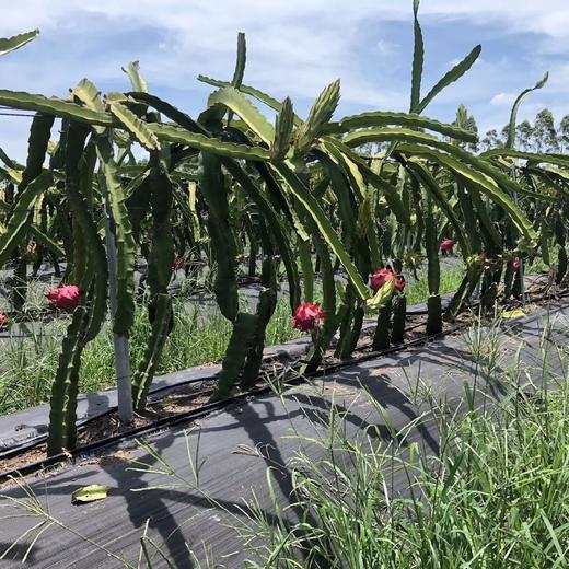 海南红心心火龙果5斤礼盒装  顺丰快递    （购买前看详情） 商品图12