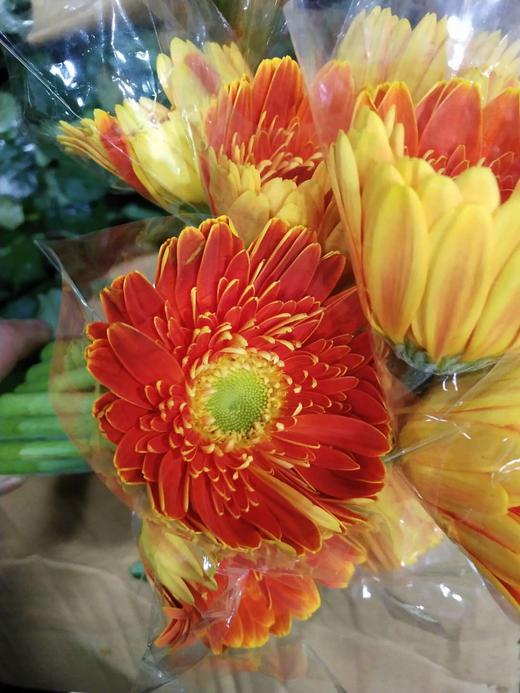 大花扶郎挑色各色都有点击进入挑色 商品图2