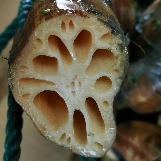 【助农】湖北蔡甸农家莲藕 地标产品 新鲜现挖 粉藕 真空包装